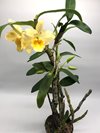 dendrobium gatton sunray 